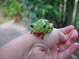 Cute Green Tree Frog.jpg